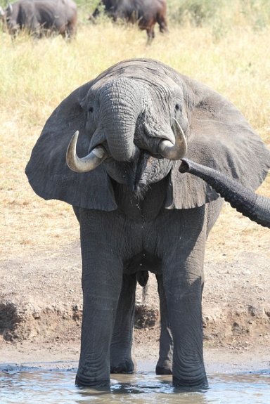Maasai Mara, Kenya